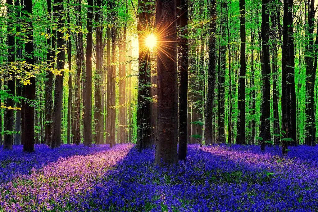 Sunbeams shining through tall forest trees over vibrant purple bluebells in spring woods wallpaper