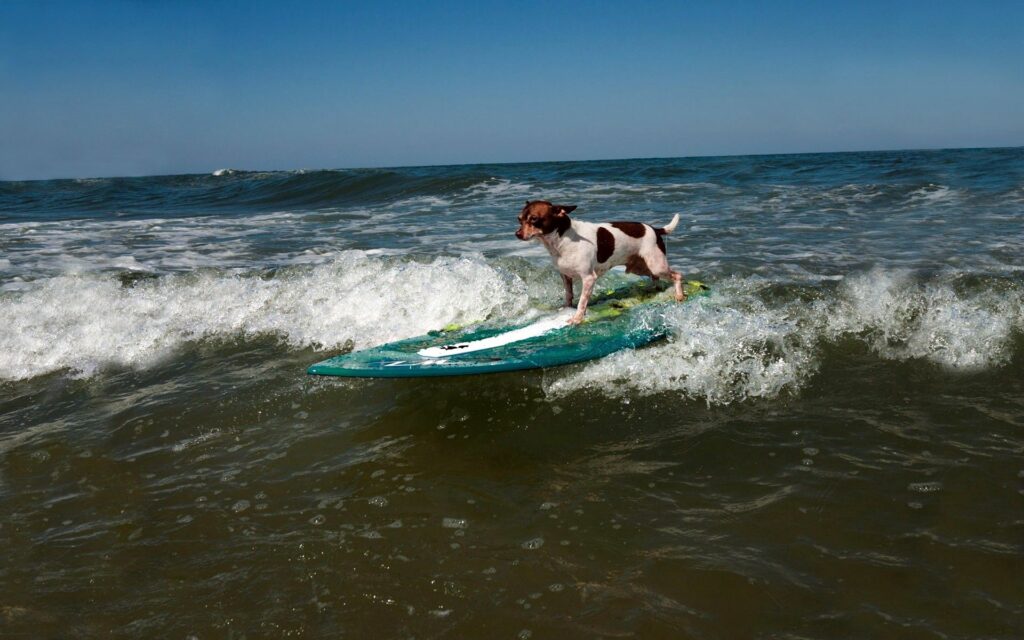 Dog Surfing Wallpaper: Thrilling Wave Ride Background