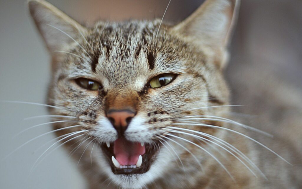 Surprised Cat Close-Up Wallpaper – 2560x1600 Intense Gaze
