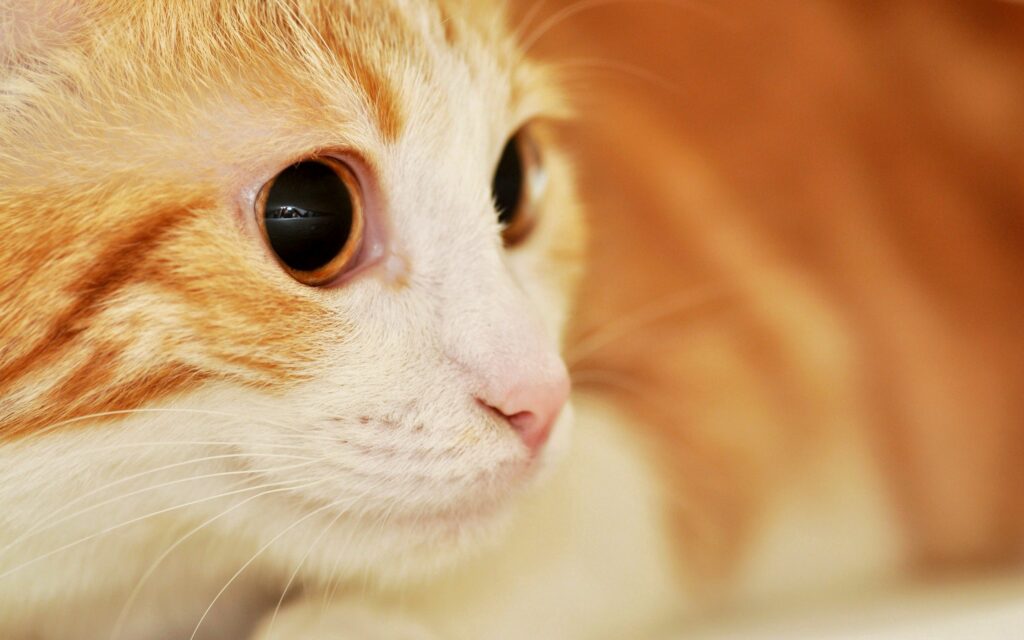 Surprised Cat Close-Up: Wide Eyes & Spotted Muzzle Wallpaper