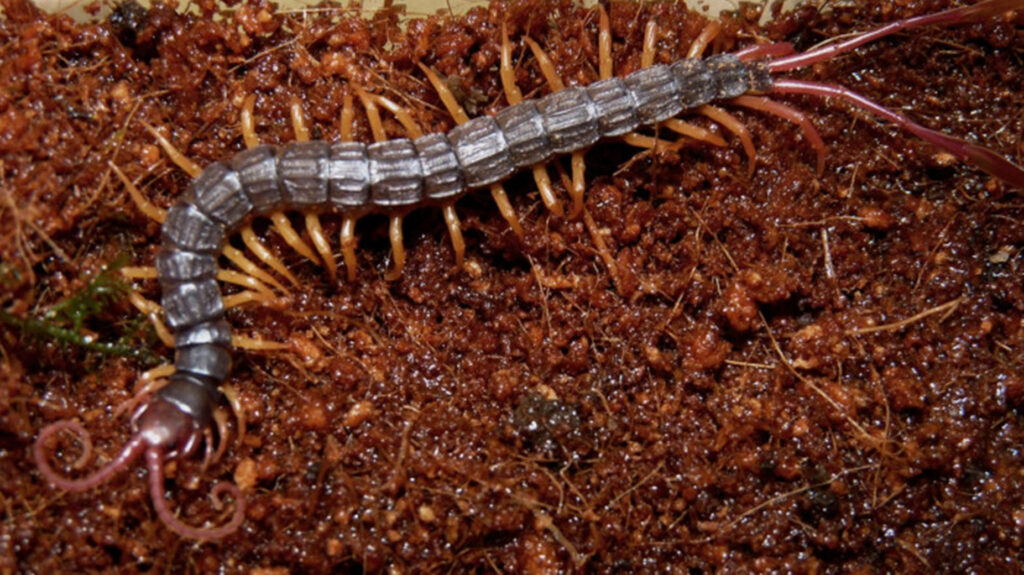 Surreal Centipede Wallpaper on Textured Brown Earth Background