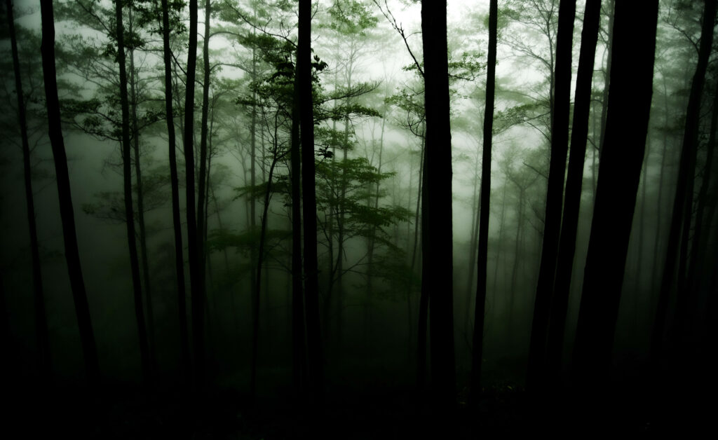 Enigmatic Enclave: Illuminated Shadows in the Mist Wallpaper