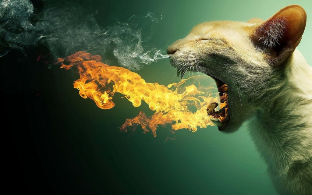 Ginger cat breathing vibrant fire and smoke on dark green background surreal digital art wallpaper