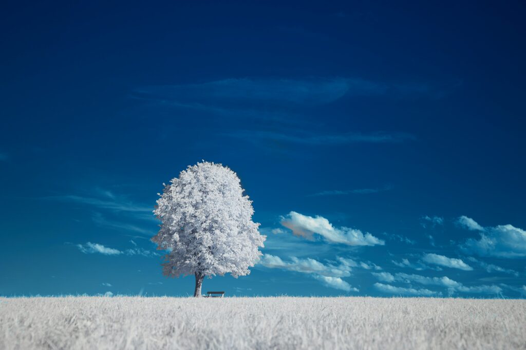 Surreal tree with frosty leaves beside bench in open field under deep blue sky wallpaper background