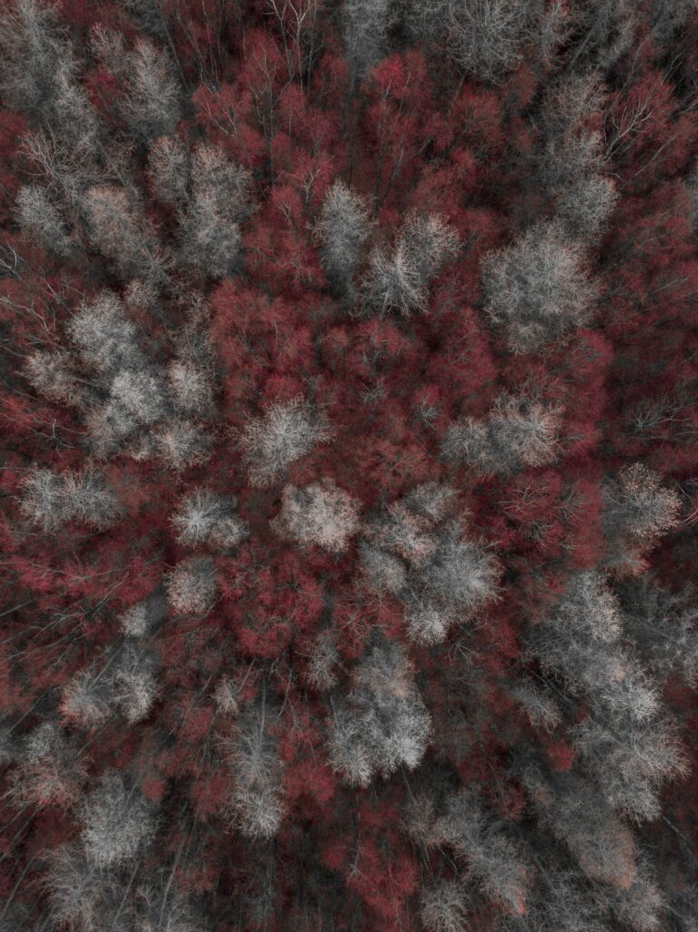 Top view of dense forest with bare branches in deep red and gray tones moody wallpaper background