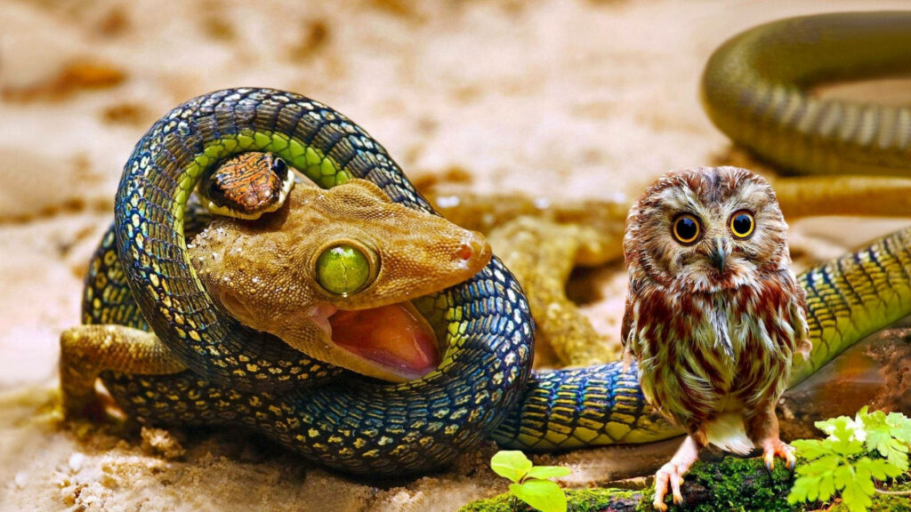 Suspenseful Wildlife Wallpaper: Snake and Baby Owl Encounter