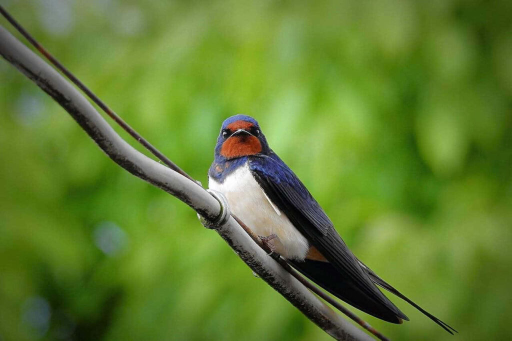 Swallow Perched on Wire with Lush Green Background Wallpaper