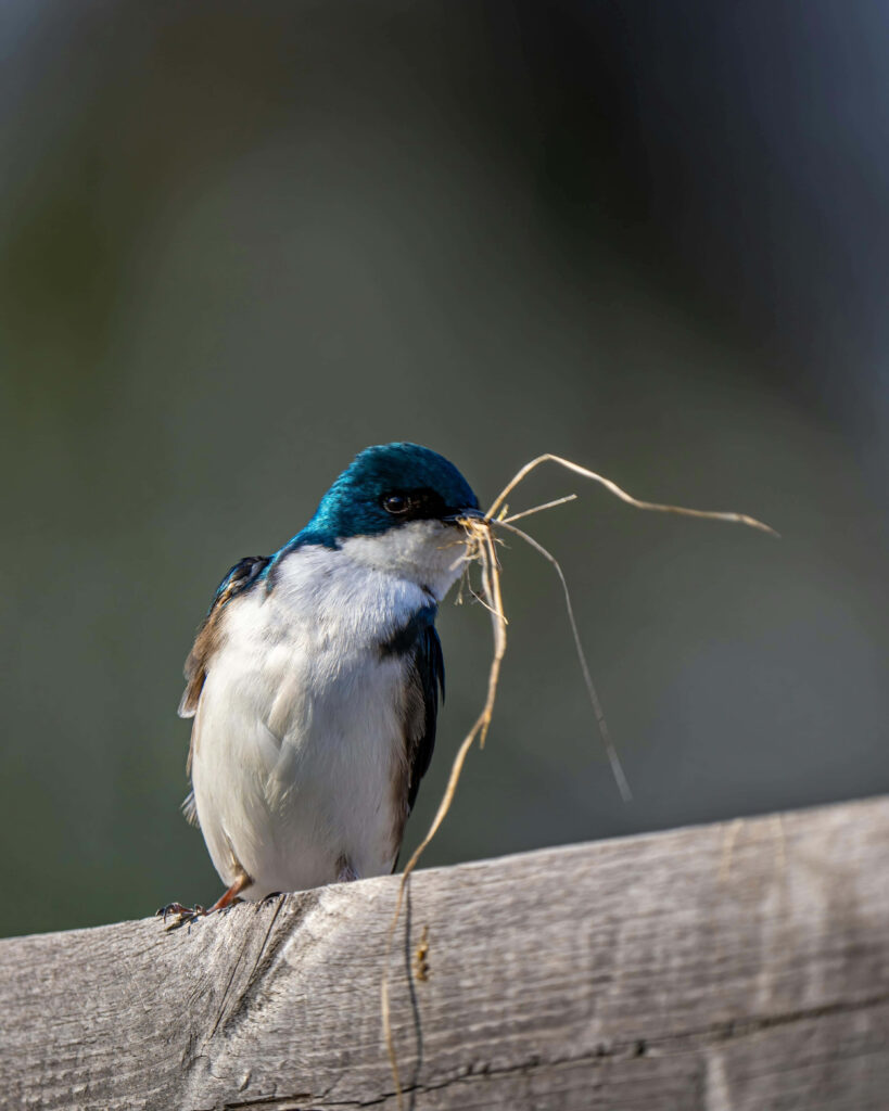 Vibrant Swallow with Nesting Materials on Wooden Surface Background Wallpaper