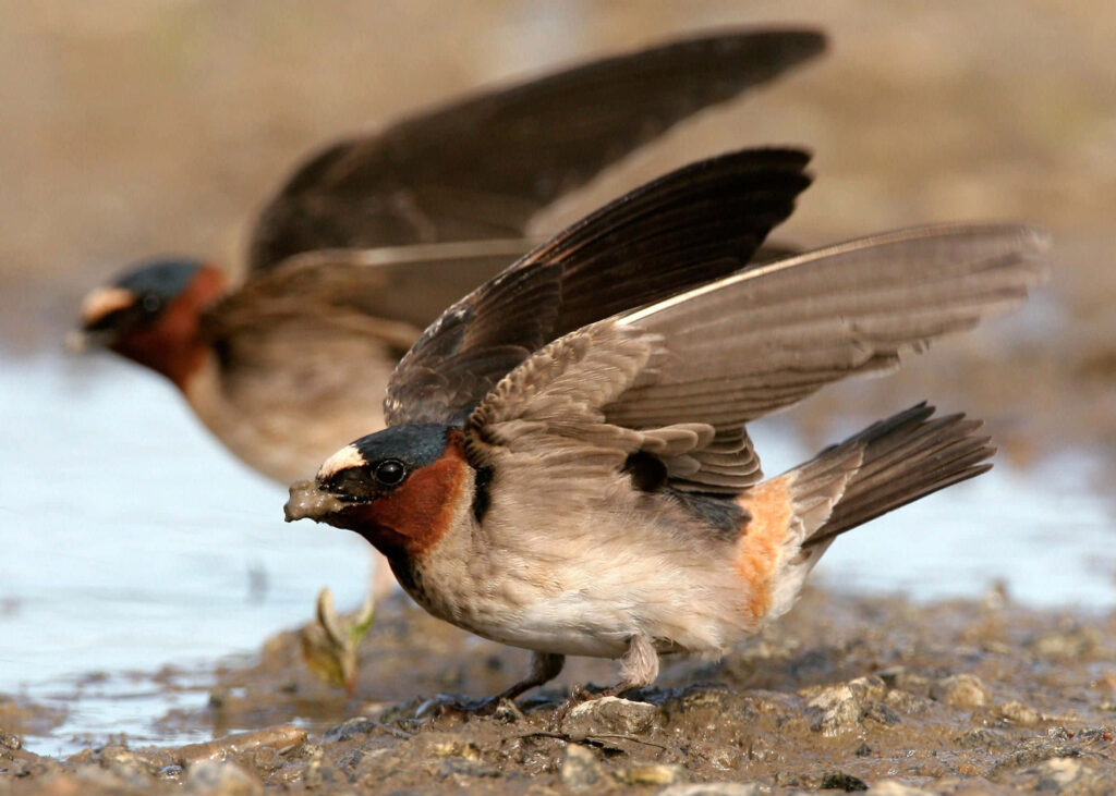Swallows Gathering Mud for Nest-Building – Nature Wallpaper