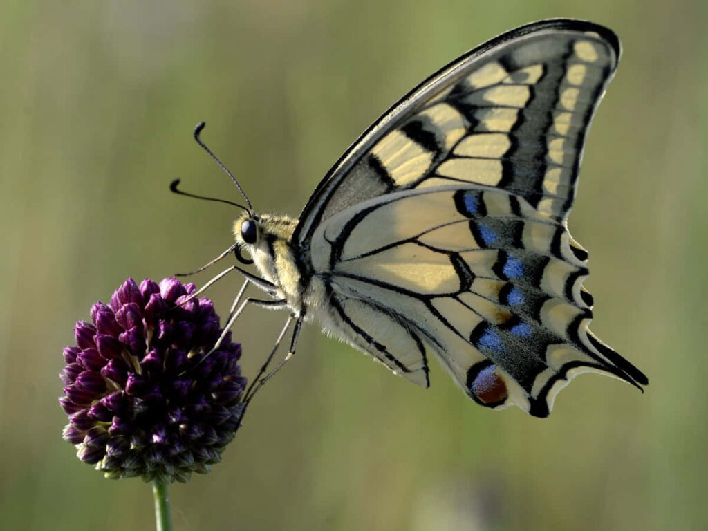 Swallowtail Butterfly on Purple Flower – Beautiful Nature Wallpaper