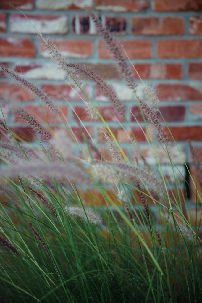 Feathery tall grass sways by rustic brick wall blending green purple hues peaceful wallpaper