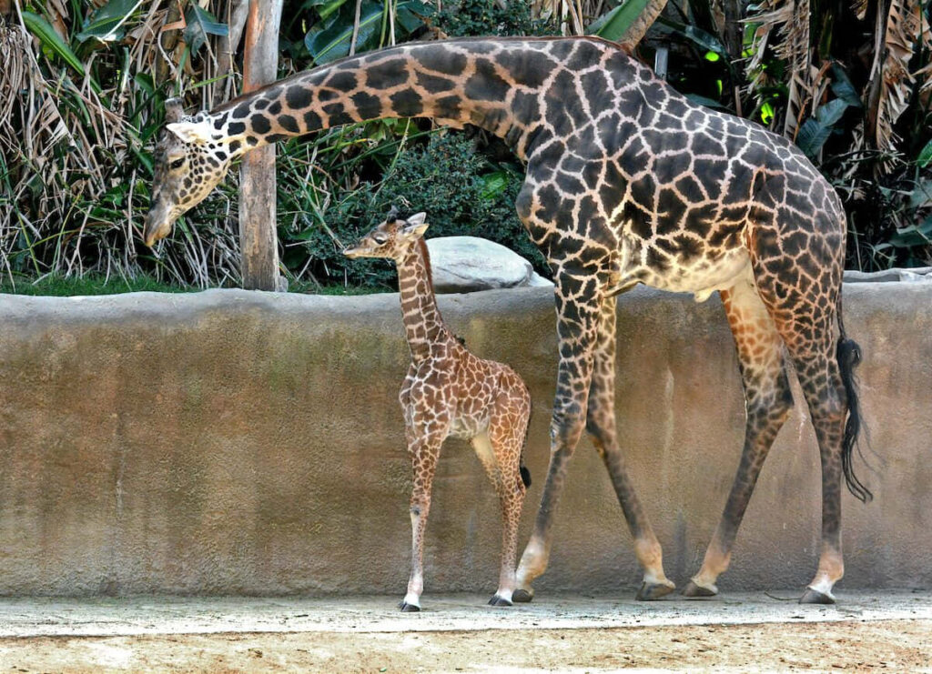 “Baby Giraffe and Adult Giraffe in Tender Natural Setting Wallpaper”