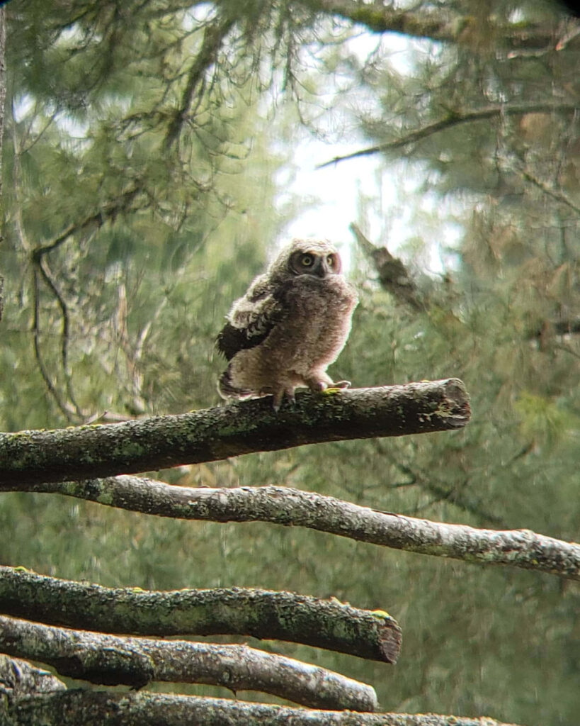 Sweet Baby Owl on Branches - Serene Forest Background Wallpaper