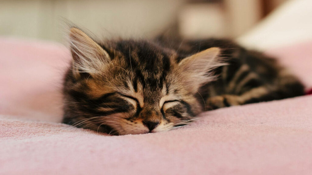 Precious Baby Feline Blissfully Resting on a Delicate Pink Bed Wallpaper