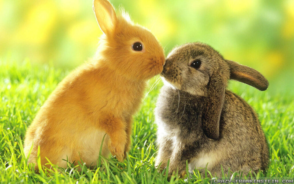 Two adorable bunnies sharing a gentle kiss on green grass springtime wallpaper background