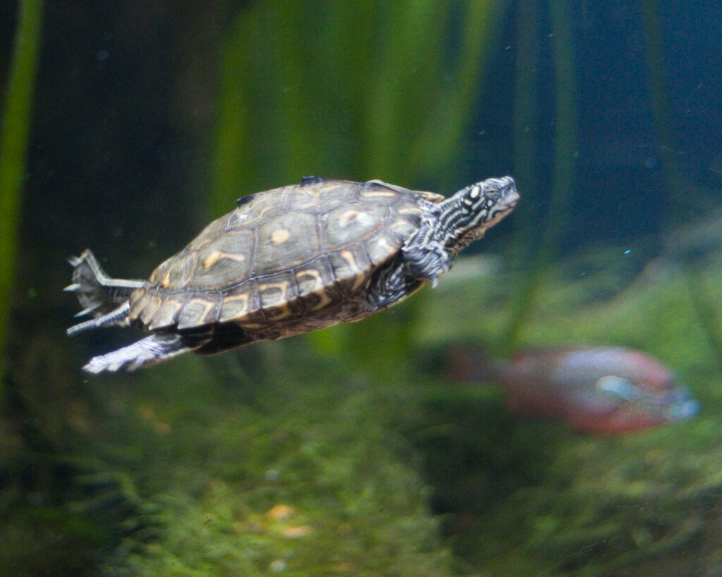 Graceful Diamondback Terrapin Wallpaper in Serene Aquatic Scene
