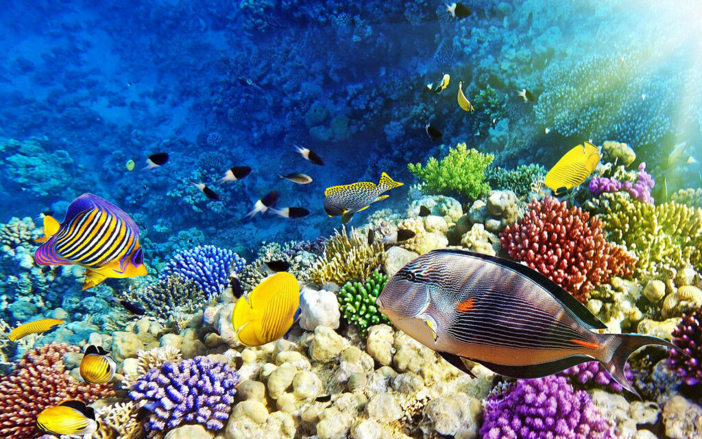 Unveiling the Splendor of the Coral Reef: A Vivid Wallpaper of Diverse Fish Species