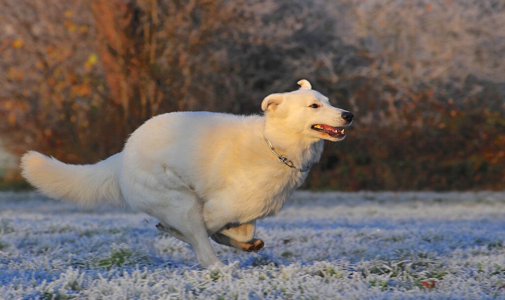 Swiss Shepherd Dog Racing Across Frosty Landscape Wallpaper