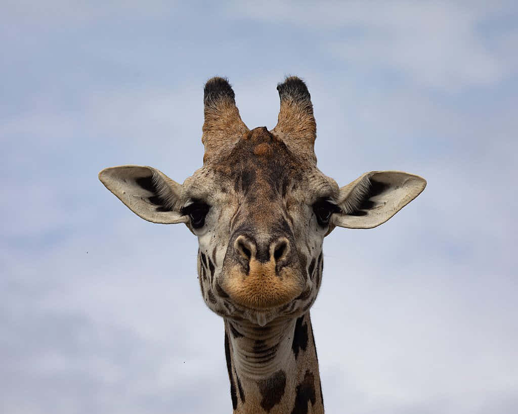 Symmetrical Giraffe Head Wallpaper Against Soft Blue Sky Background