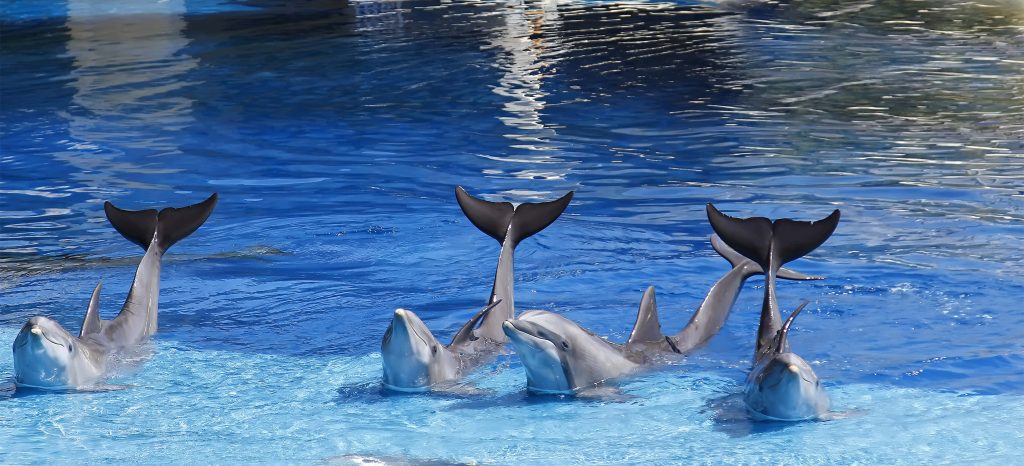 Synchronized dolphins leaping with tails above vibrant blue water in playful aquatic show Wallpaper