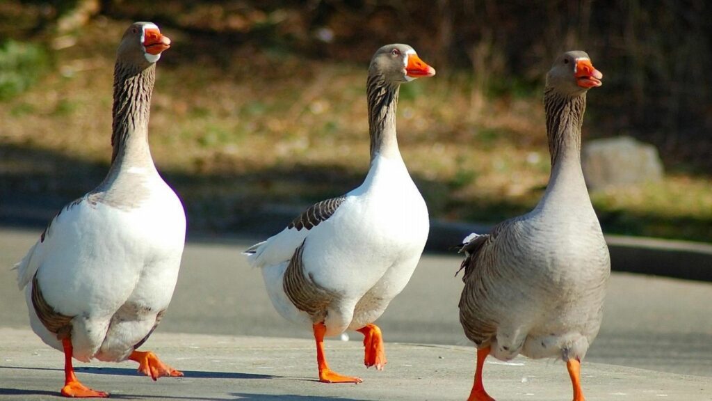 Three Synchronized Geese Wallpaper - 1920x1080 Nature Background