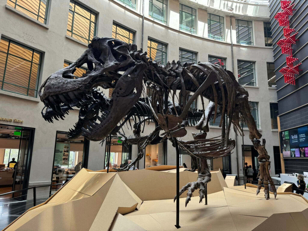 T Rex skeleton exhibit in modern Auckland War Memorial Museum atrium attracting visitors Wallpaper