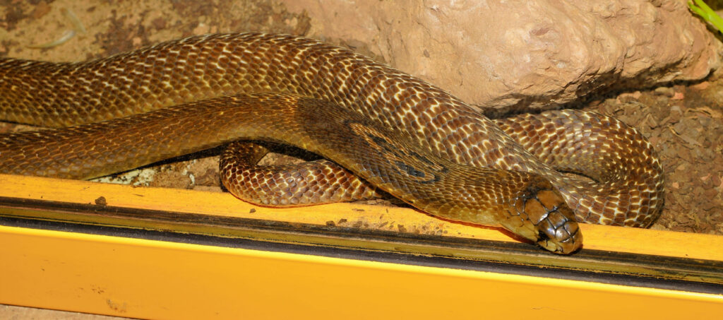 Stunning Taipan Snake Wallpaper in Aquarium with Rocky Backdrop