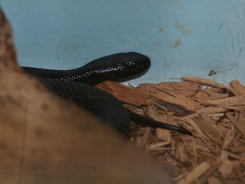 Taipan Snake Amidst Rustic Scrap Wood Wallpaper - Unique Nature Art