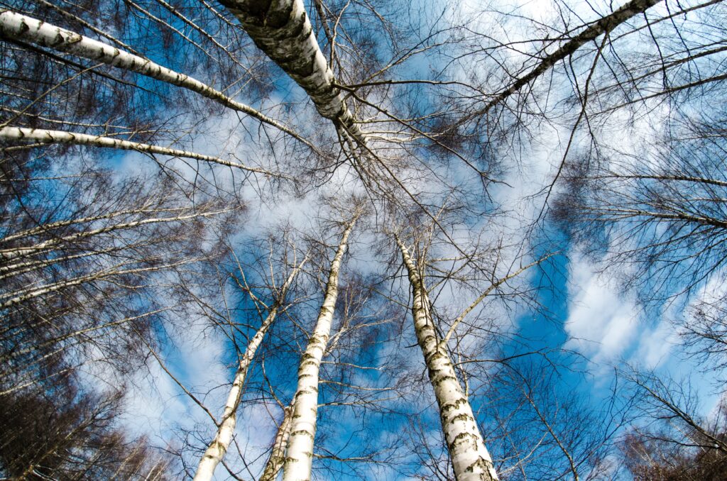 Upward view of tall birch trees with white trunks against vibrant blue sky and fluffy clouds wallpaper