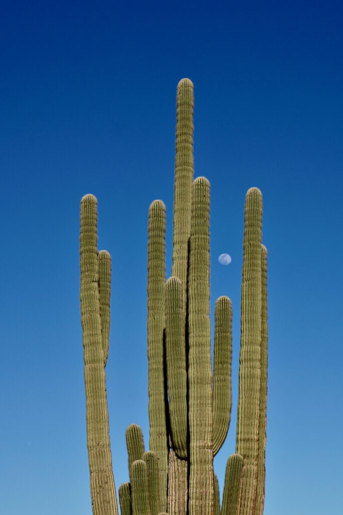 Tall cacti under deep blue sky with moon in serene desert landscape wallpaper background