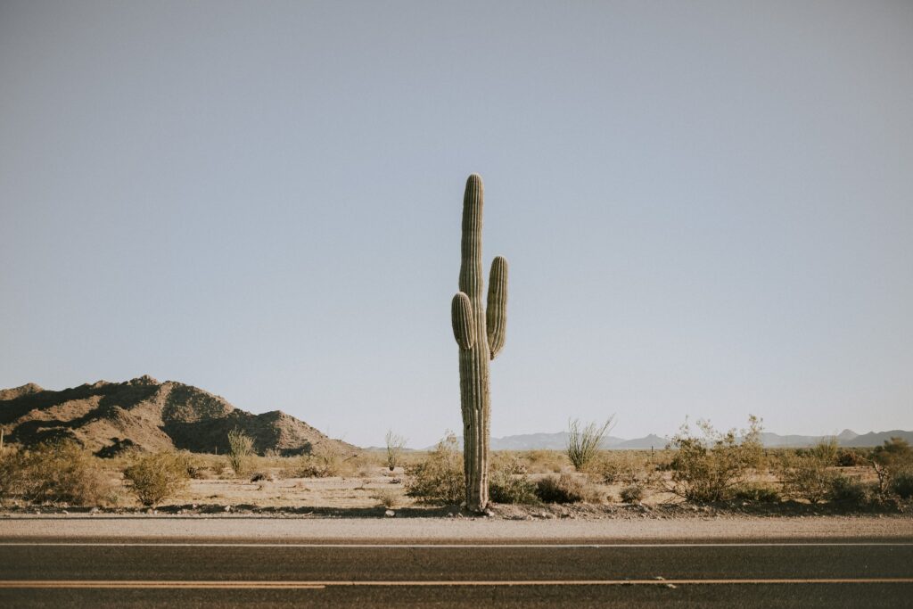 Tall cactus by desert road with shrubs and rugged mountains under clear blue sky wallpaper background