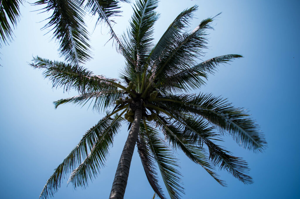 Tall coconut palm tree with lush green fronds under clear blue sky tropical wallpaper background