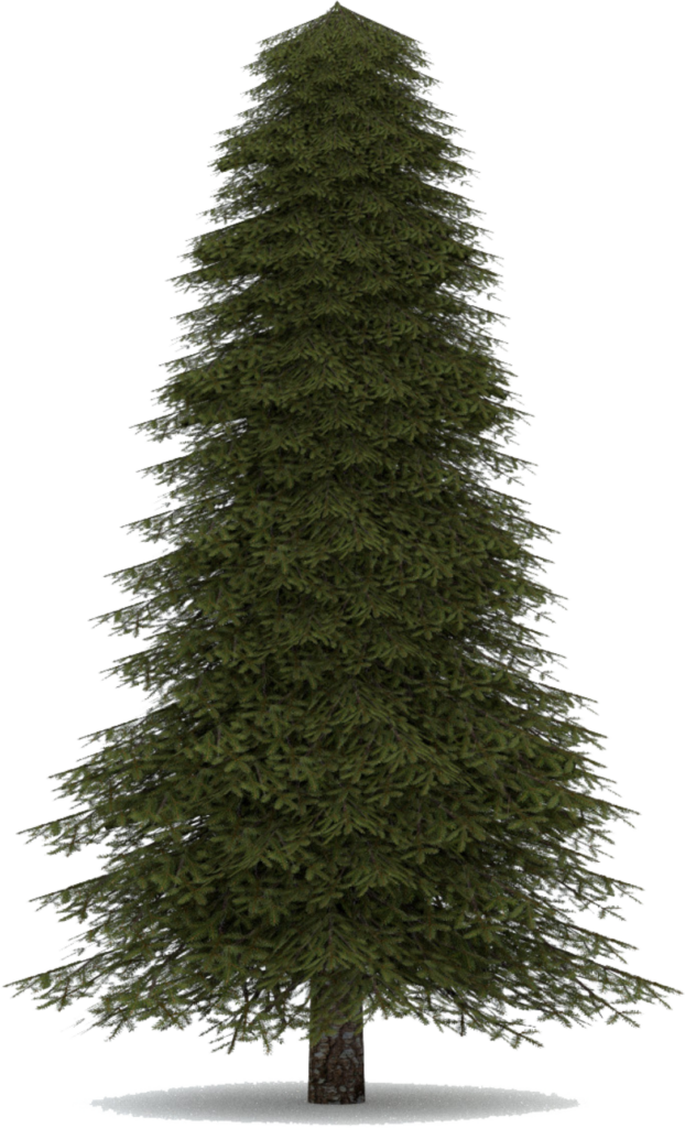 Lush Evergreen Tree Wallpaper with Transparent Background