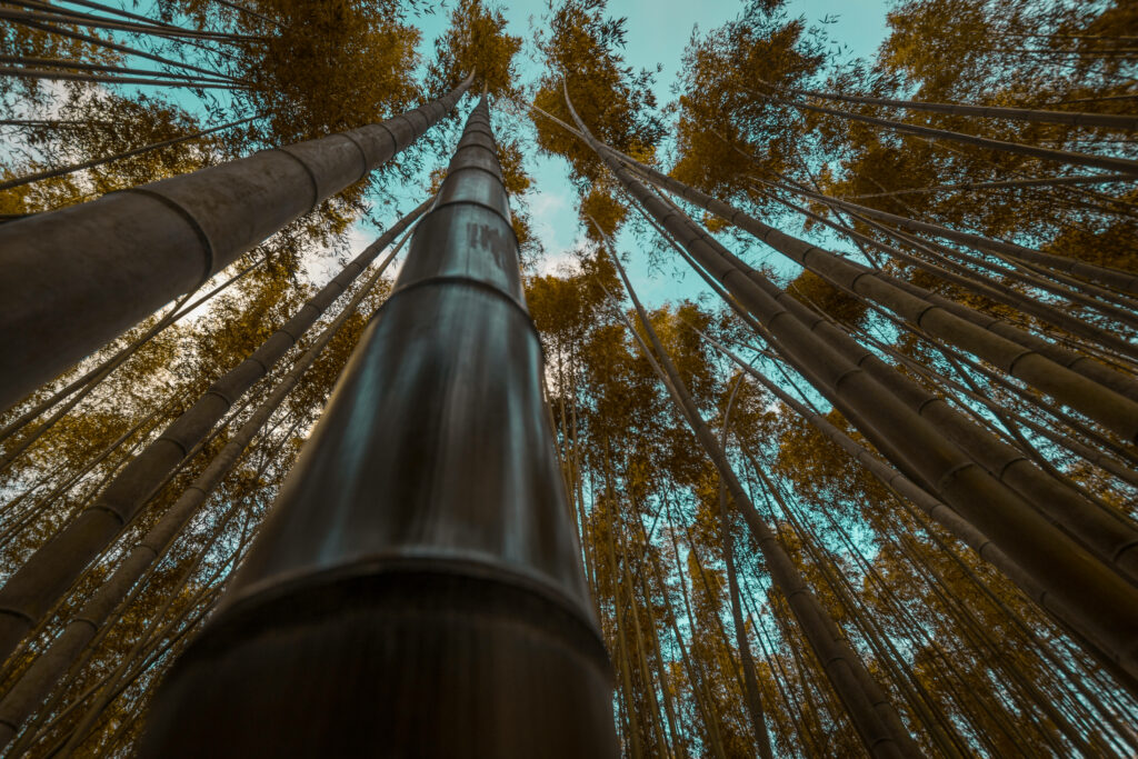 Tall green bamboo stalks reaching skyward against clear blue sky nature wallpaper background