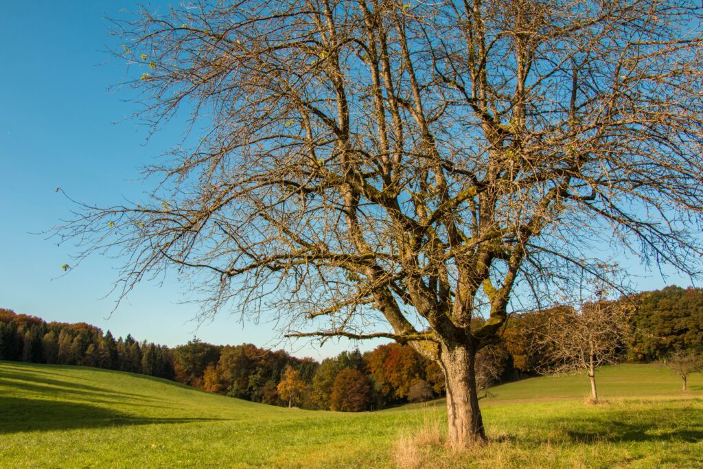 Tall leafless tree in sunlit green field autumn forest warm hues clear blue sky wallpaper