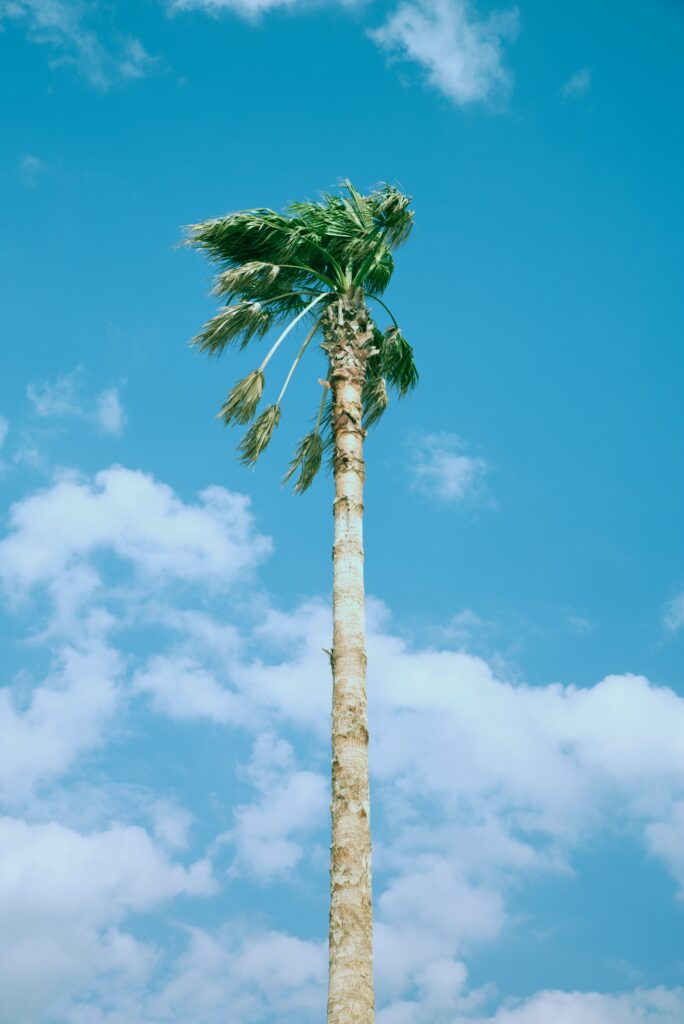 Tall palm tree with green fronds against blue sky and white clouds tropical serene wallpaper background
