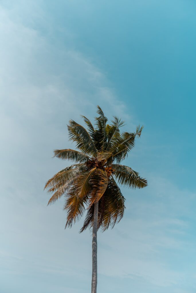 Tall palm tree with lush green leaves against clear blue sky tropical calm wallpaper background