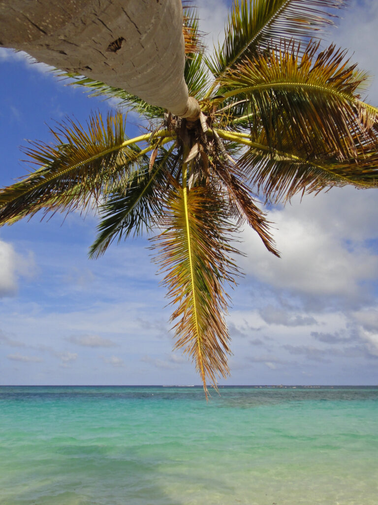 Tall palm tree over turquoise sea and tropical beach with vivid blue sky and gentle clouds Wallpaper
