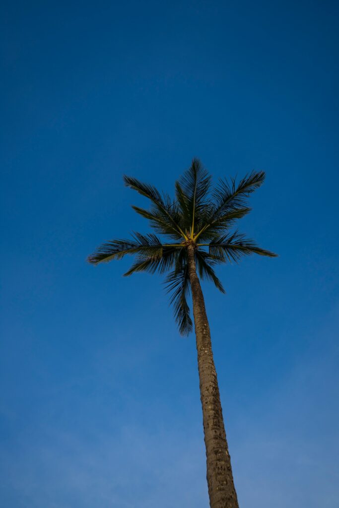 Tall green palm tree against clear blue evening sky peaceful tropical wallpaper background