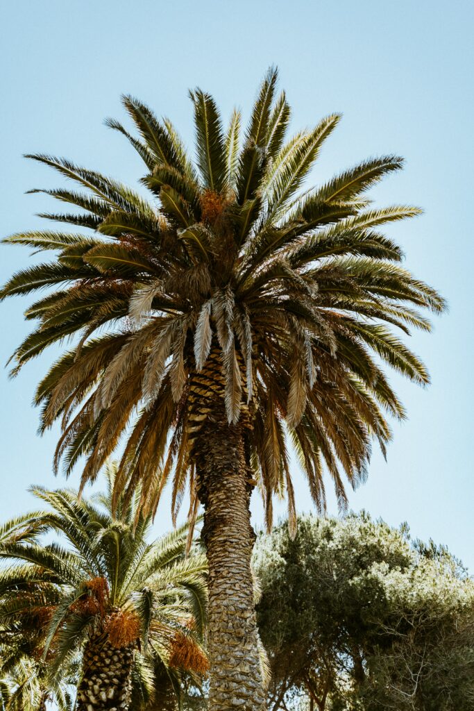 Tall palm tree with lush green fan leaves against clear blue sky tropical wallpaper background