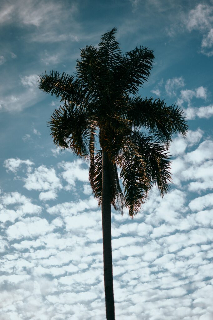 Tall palm tree with lush green fronds against vibrant blue sky and soft tropical clouds background Wallpaper
