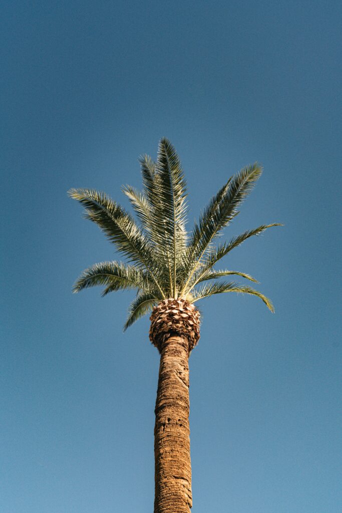 Tall palm tree with green fronds against clear blue sky tropical wallpaper background serene nature