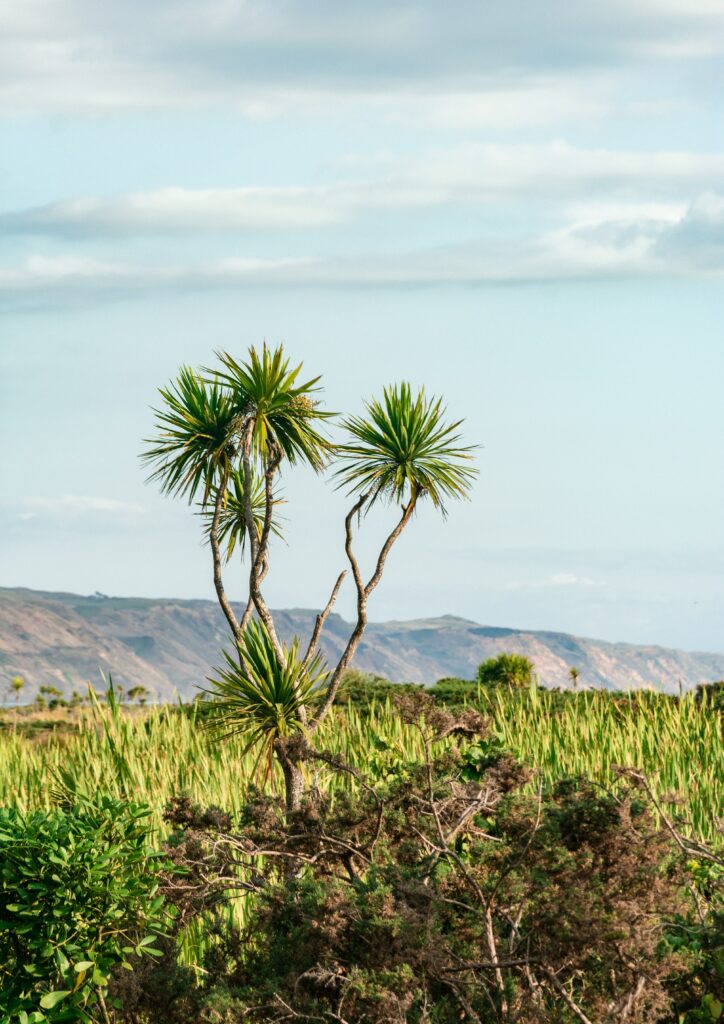Tall palm tree among green bushes with mountains and soft blue sky tropical serene landscape Wallpaper