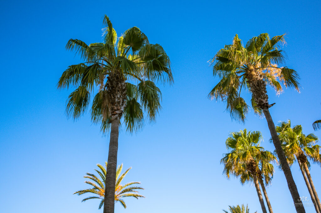 Tall palm trees with lush green leaves against clear blue sky vibrant nature wallpaper background