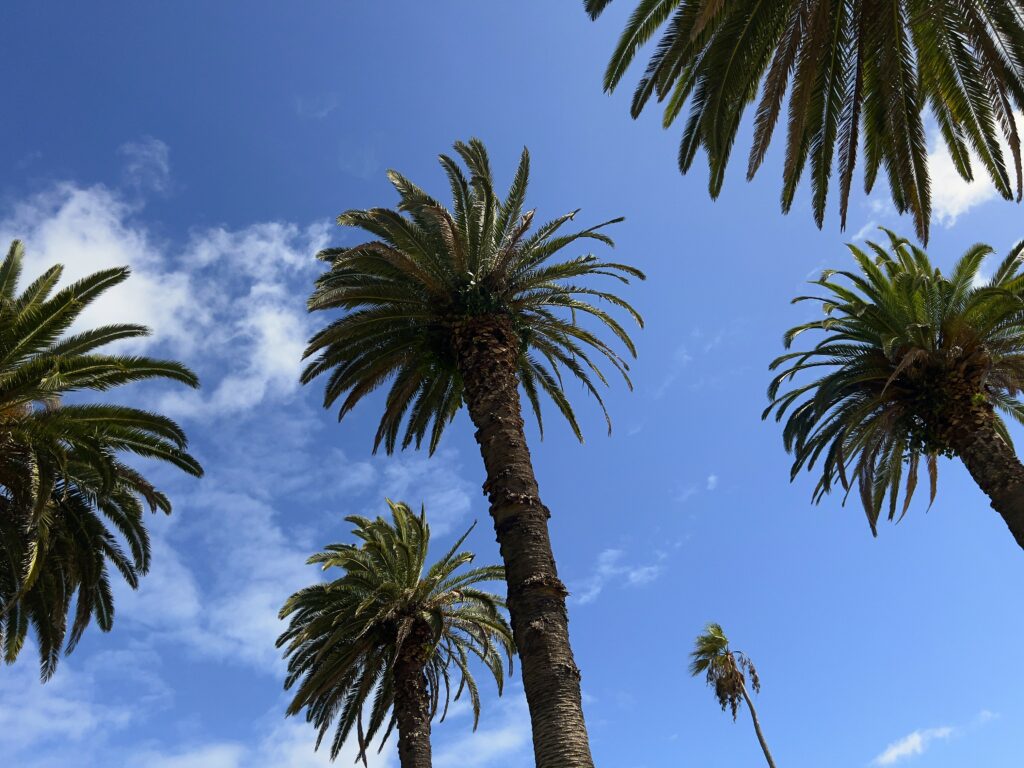 Bottom view of tall palm trees under vibrant blue sky with white clouds tropical wallpaper background