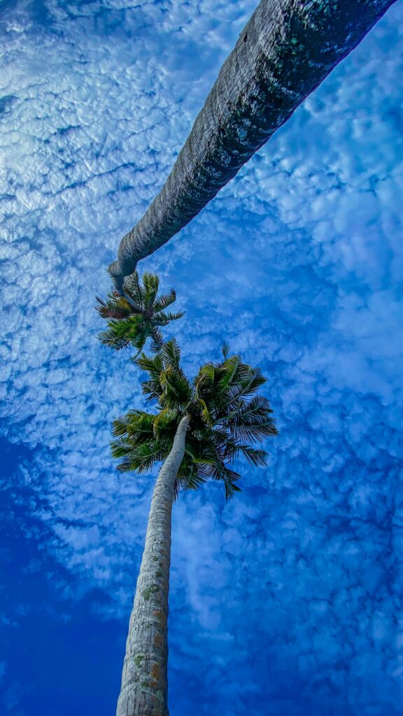 Bottom view of tall textured palm trees against vivid blue sky with wispy clouds tropical wallpaper