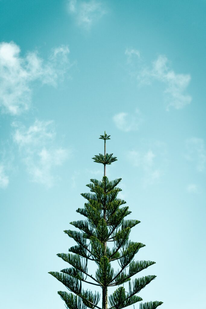 Tall spruce tree with sharp green needles against clear blue sky minimalist natural silhouette Wallpaper