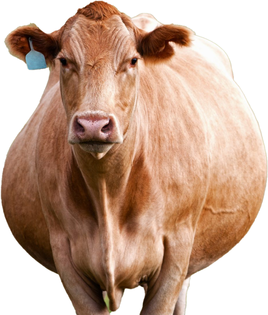 Portrait of a Tan Cow on Transparent Background for Nature Projects Wallpaper