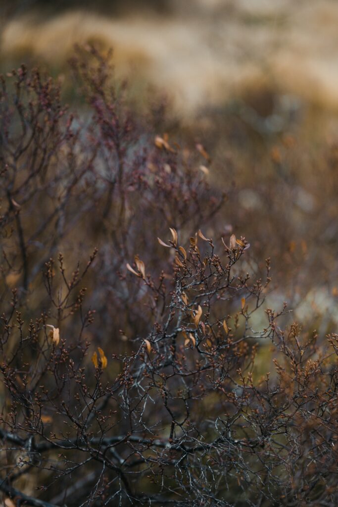 Close-up of tangled bush branches with sparse leaves in earthy brown and muted green tones wallpaper