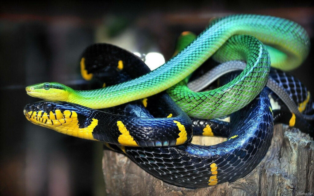 Vivid Snake Wallpaper: Intricate Green & Yellow Scaled Design
